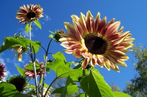 Sunflowers at Amethist Sunflowers growing at Amethist Acres