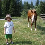 Horses help everyone at Amethist Acres
