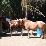 Animals 004