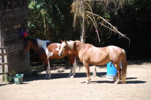 Animals 004