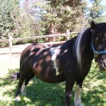 Animals 006