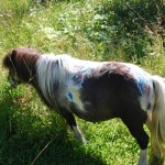 Minature Horse-Miss C