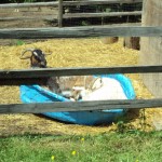 Shadow and Sweet Pea (white goat) sharing the pool