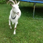 goat_tramp
