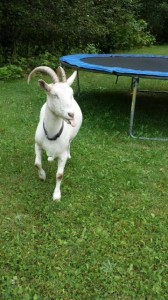 goat_tramp